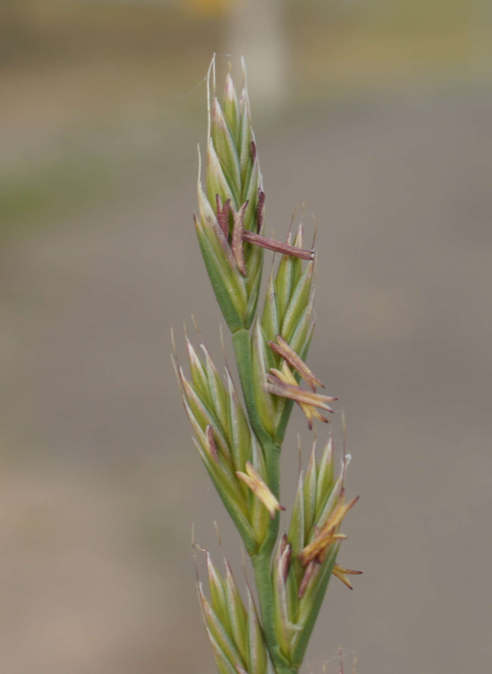 Image of Italian Rye Grass