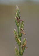 Image of Italian Rye Grass