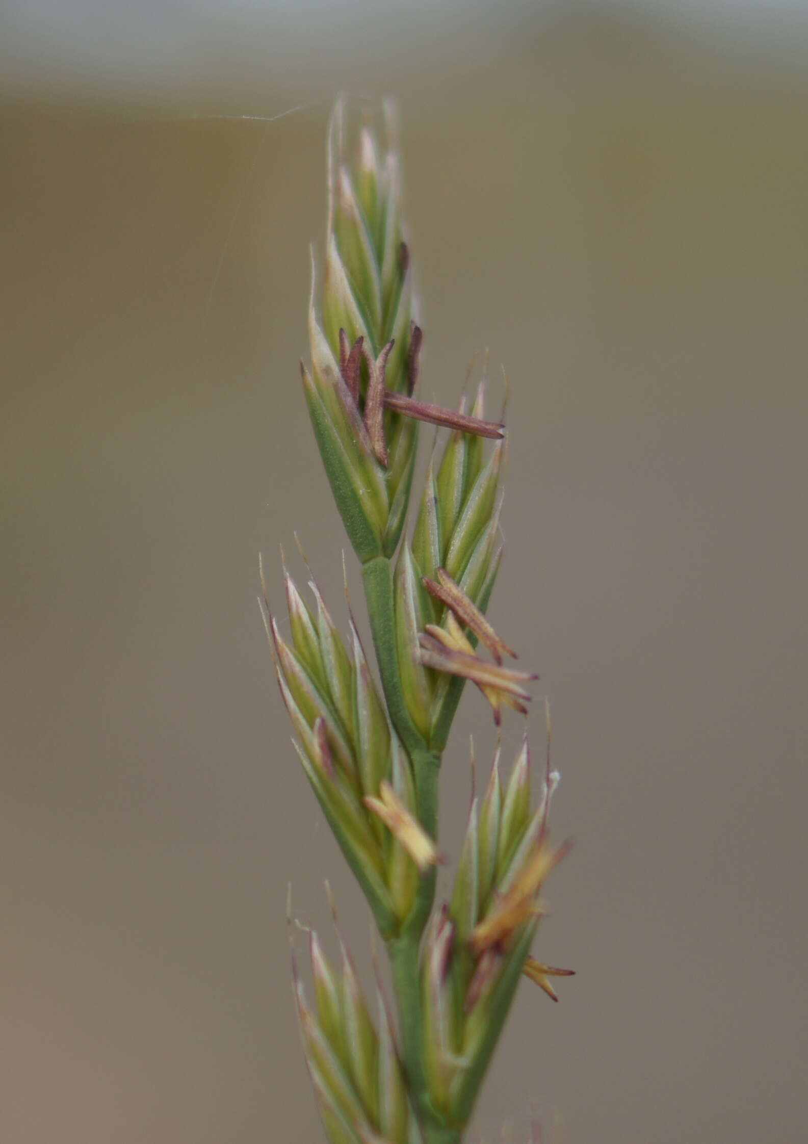 Image of Italian Rye Grass