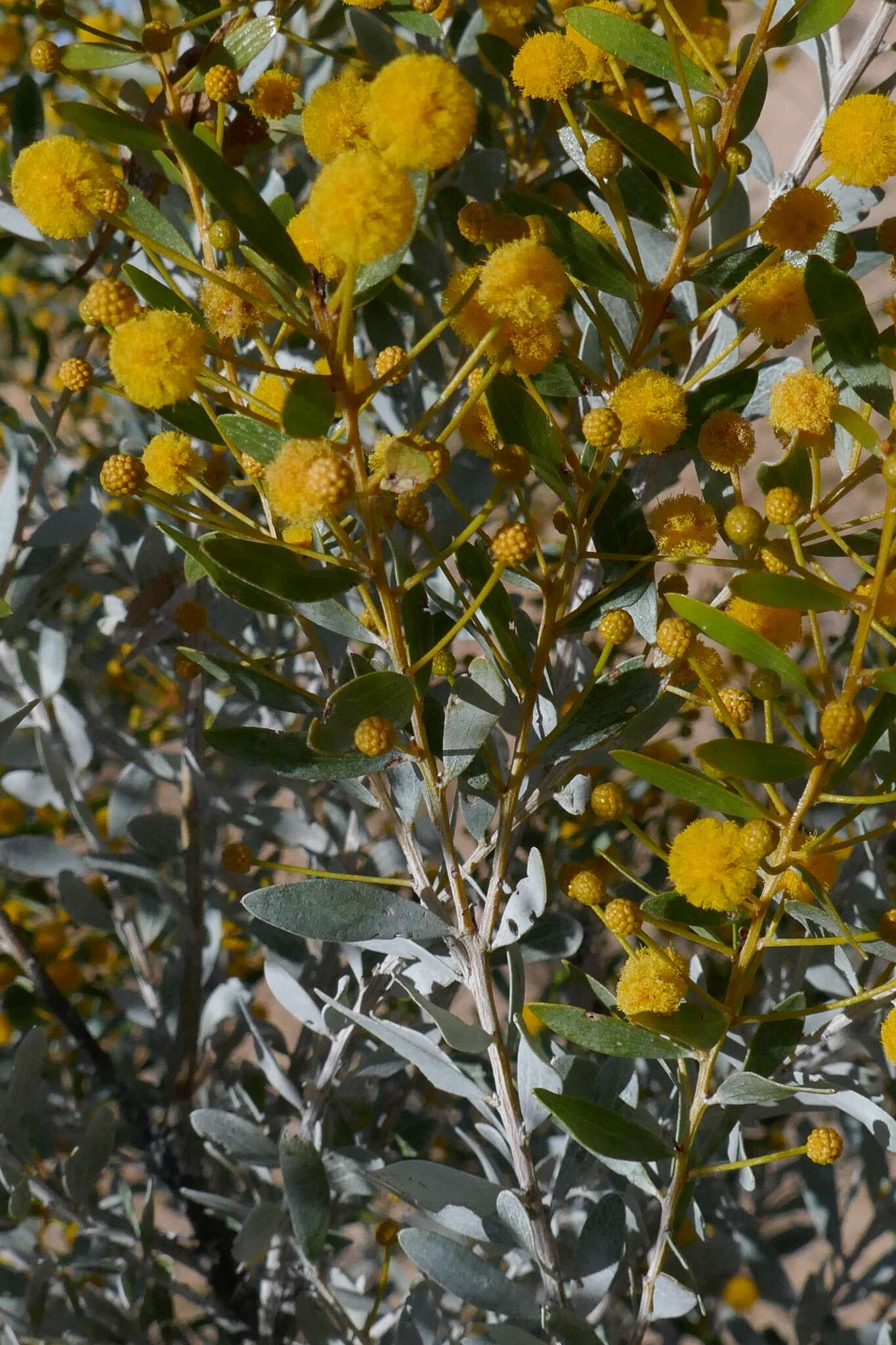 Image de Acacia melleodora Pedley