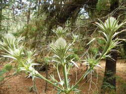 Image of Eryngium alternatum Coult. & N. E. Rose