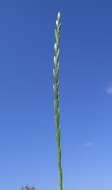 Image of perennial ryegrass