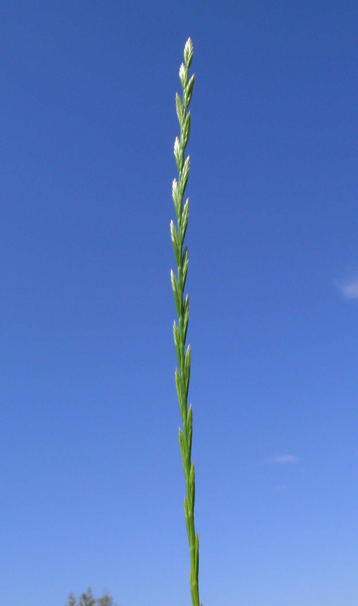 Image of perennial ryegrass