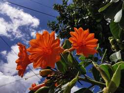 Image of Cordia dodecandra DC.