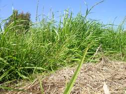 Image of perennial ryegrass