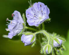 Sivun Phacelia hirsuta Nutt. kuva