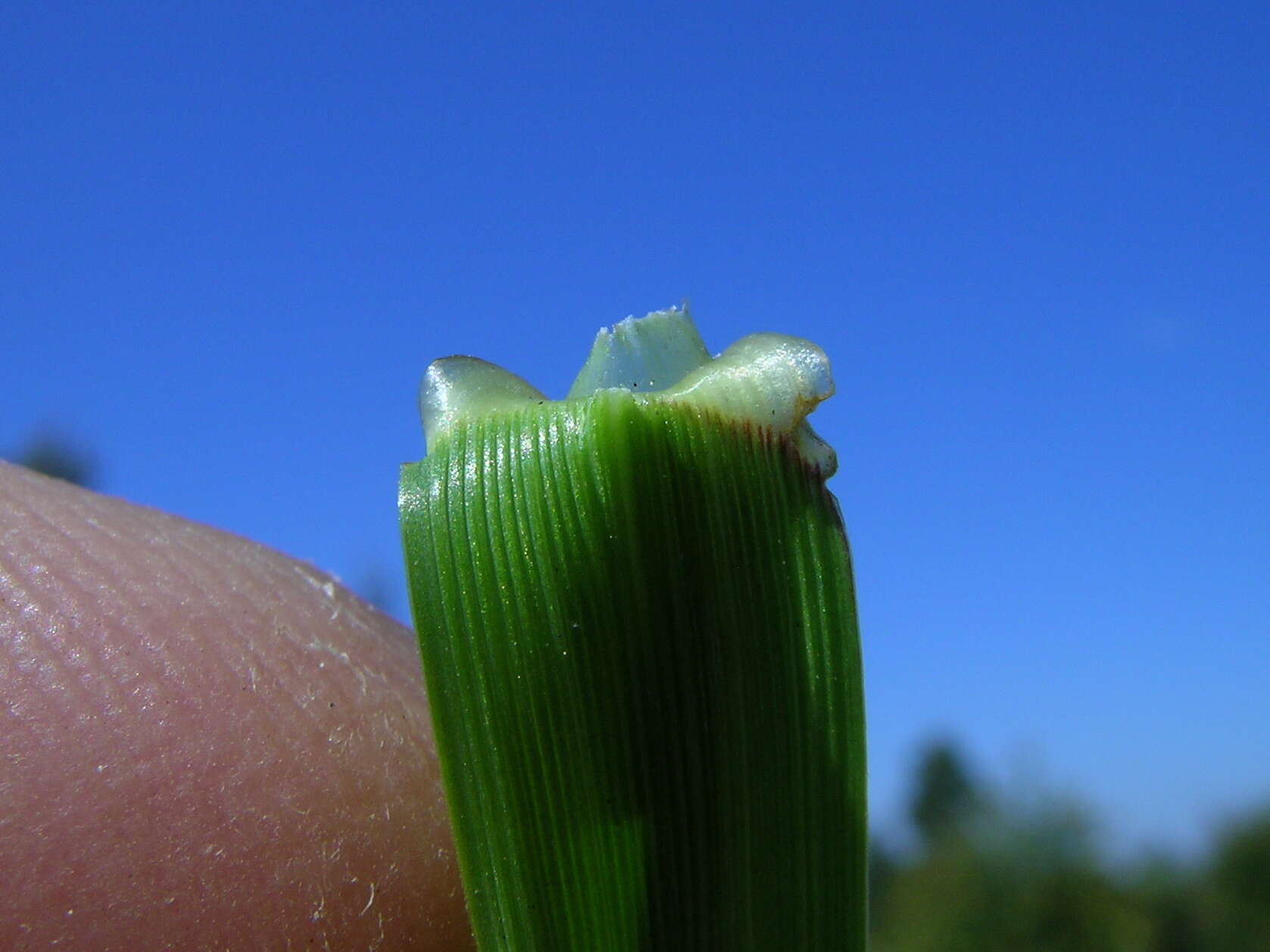 Image of perennial ryegrass