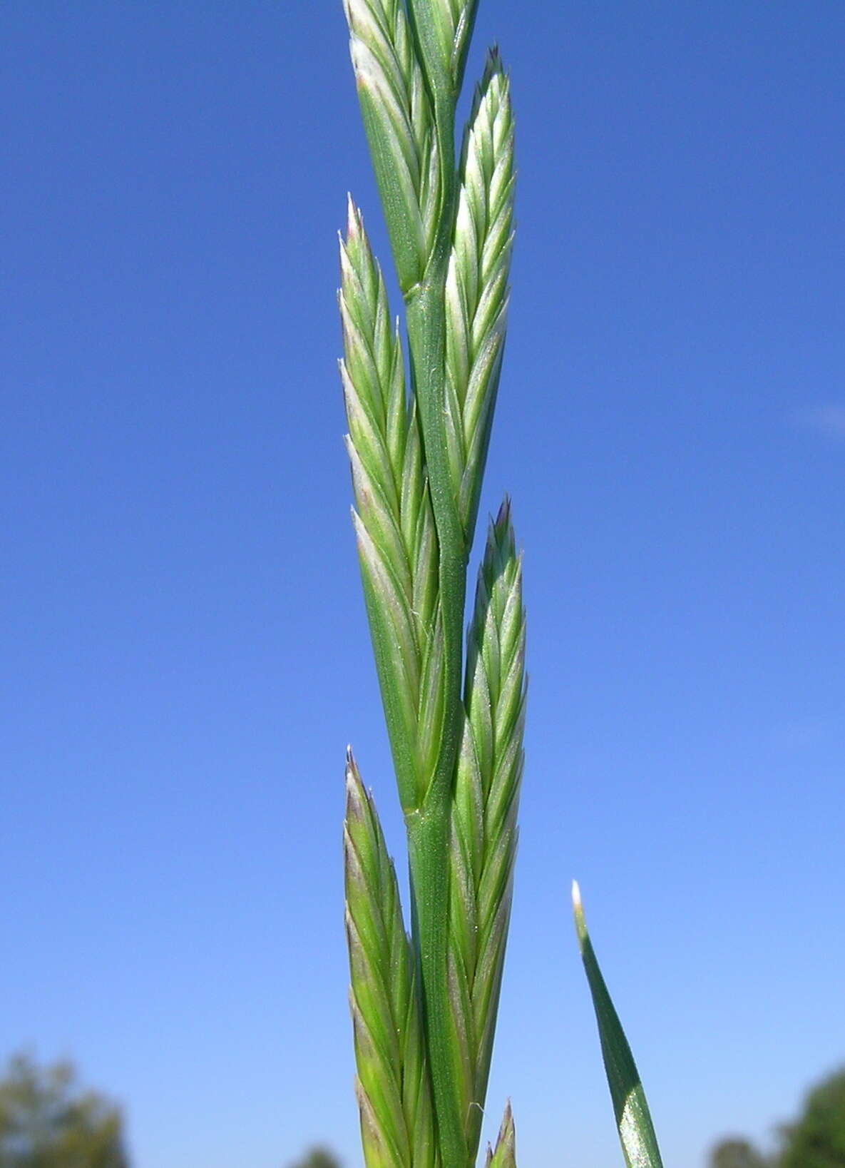 Image of perennial ryegrass