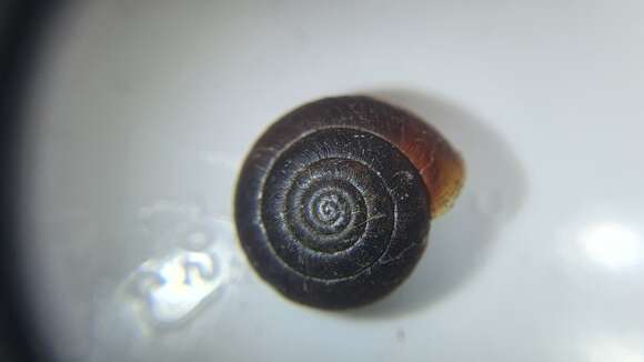 Image of reddish snail