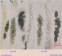 Image of Xylaria longipes Nitschke 1867