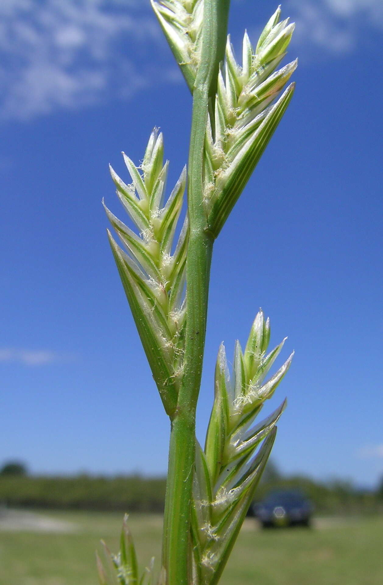 Image of perennial ryegrass