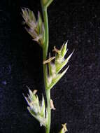 Image of perennial ryegrass