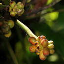 Image of Culcasia scandens P. Beauv.