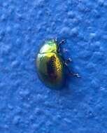 Image of <i>Chrysolina viridana</i>