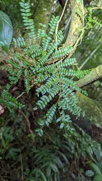 Image de Cojoba costaricensis Britton & Rose