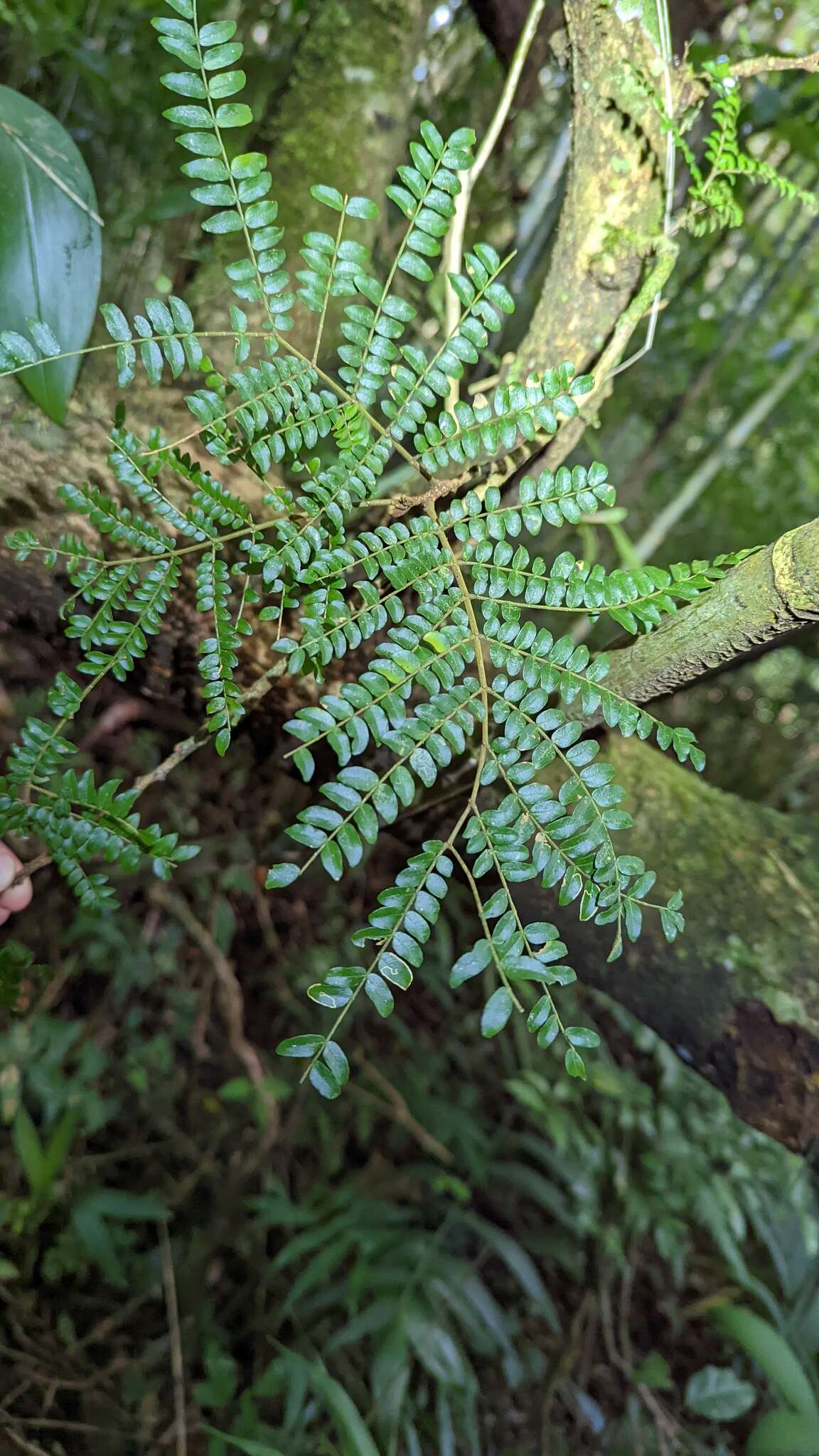 Image de Cojoba costaricensis Britton & Rose