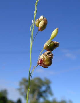 Image of Guinea Grass