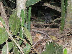 Image of Sooretama Slaty Antshrike