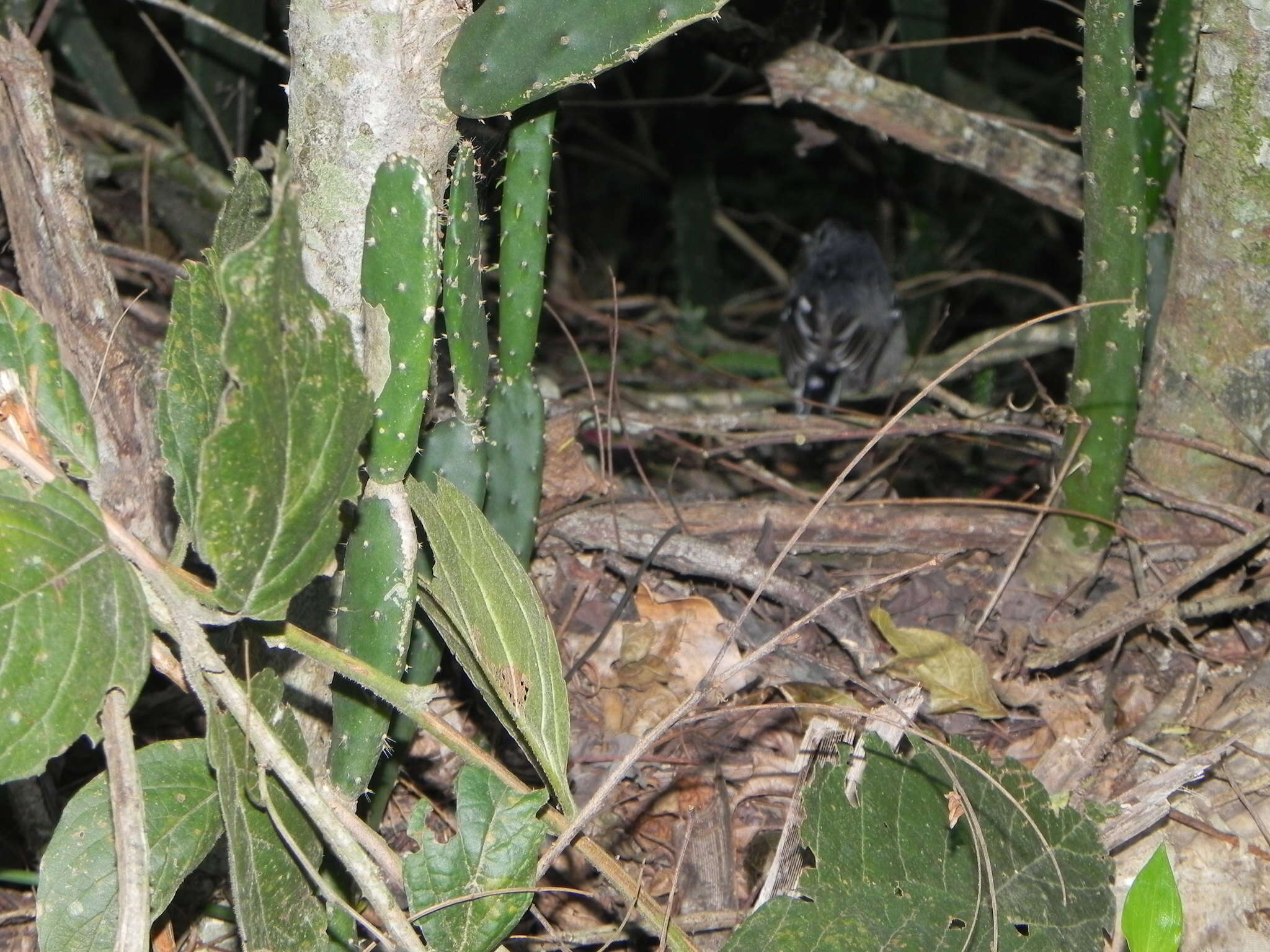 Image of Sooretama Slaty Antshrike