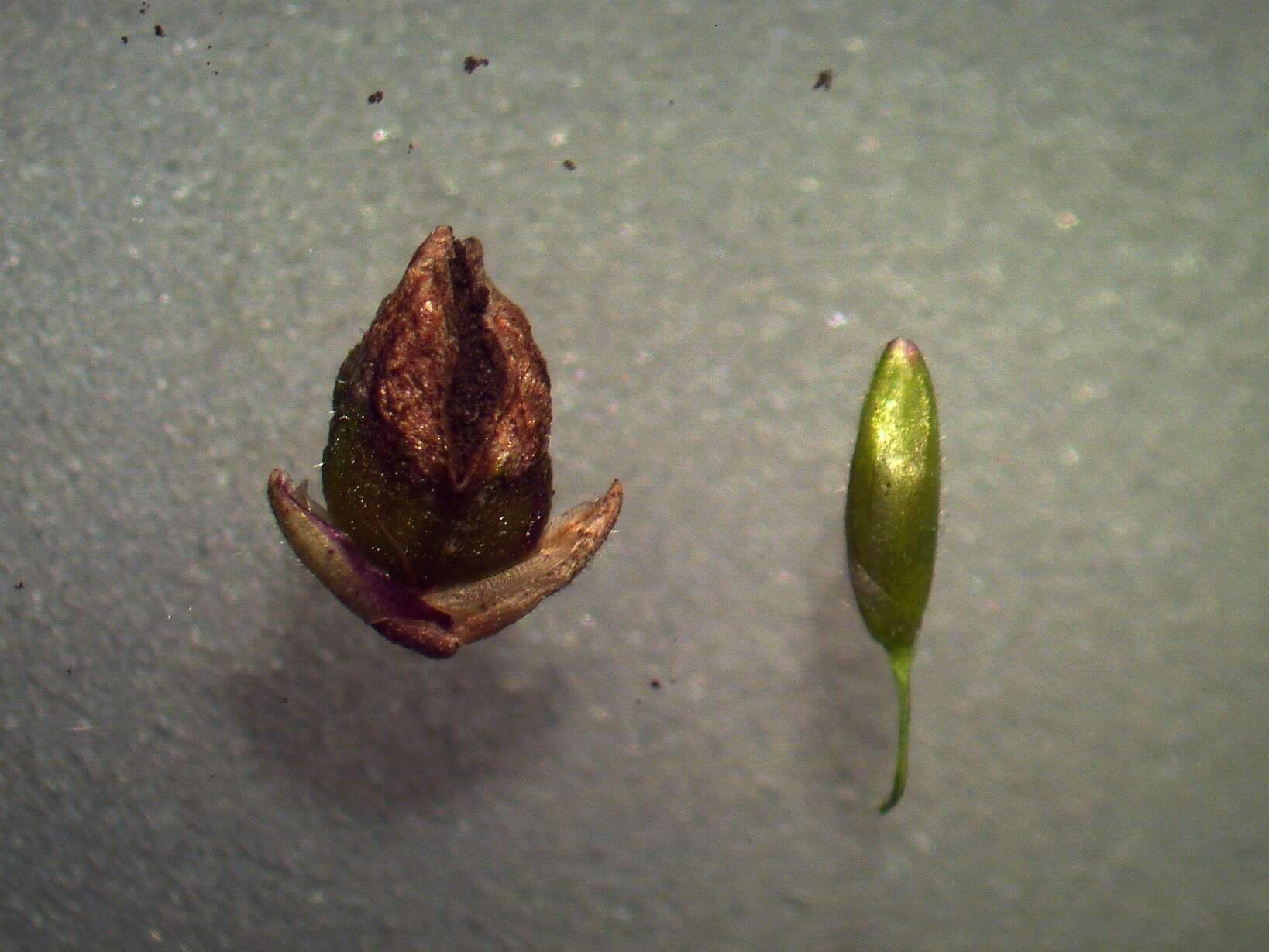 Imagem de Panicum maximum Jacq.