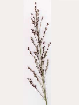 Image of Guinea Grass