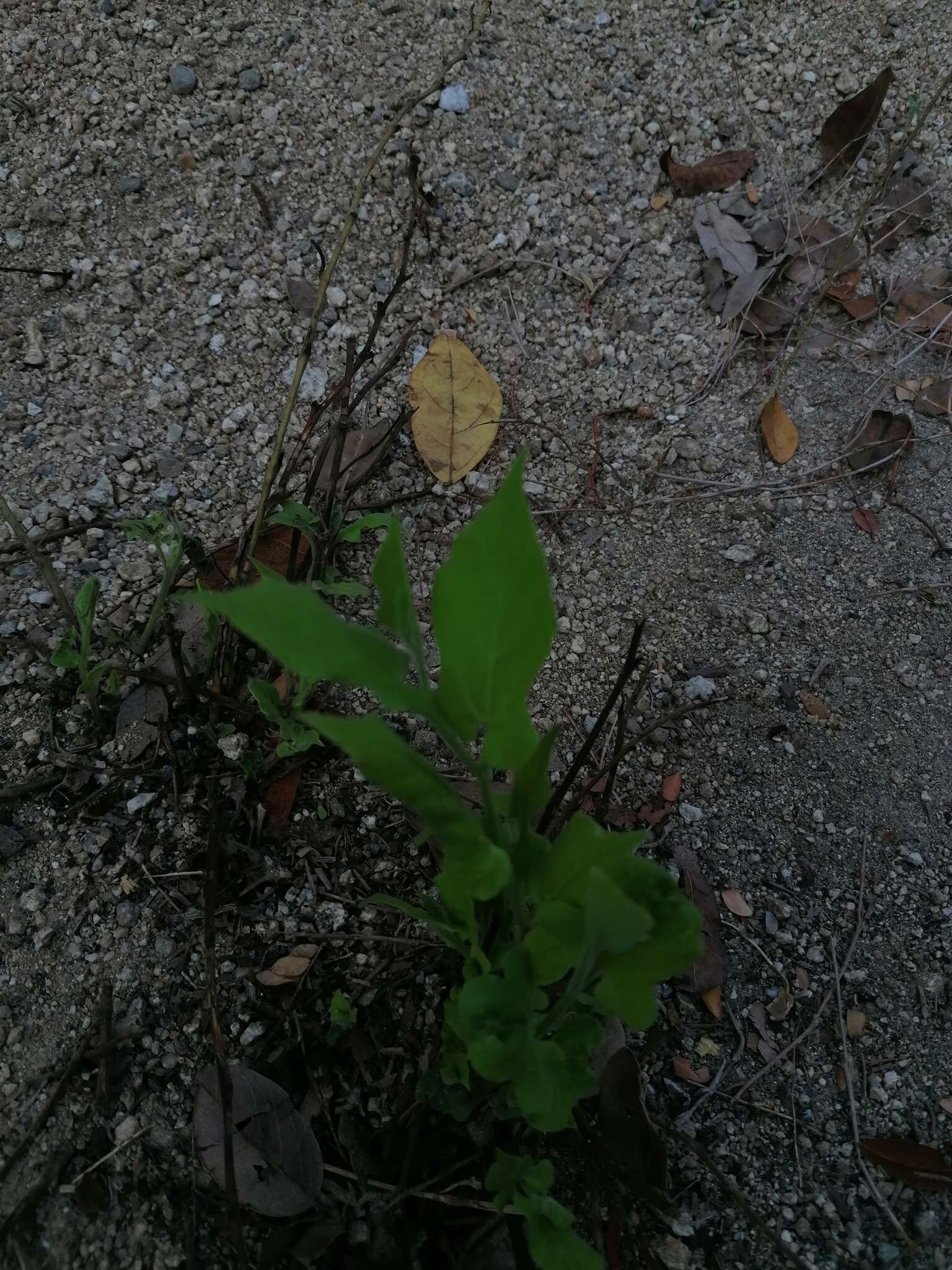 Image of Aristolochia nelsonii Eastwood