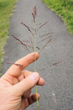 Image of Guinea Grass