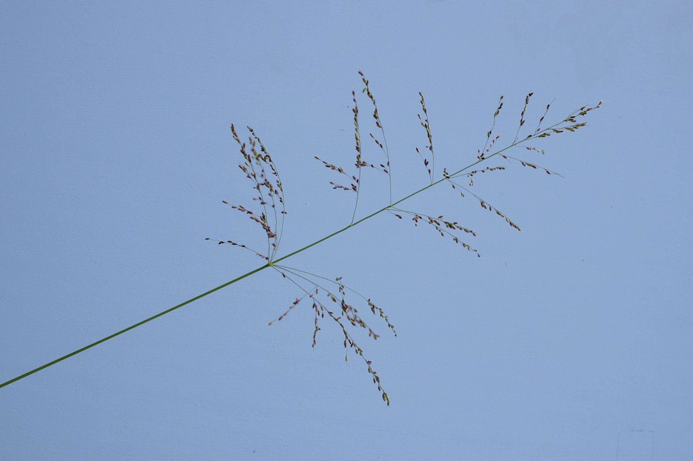 Imagem de Panicum maximum Jacq.