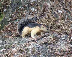 Image de Sciurus variegatoides helveolus Goldman 1912