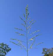 Image of Guinea Grass