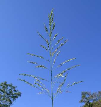 Image of Guinea Grass