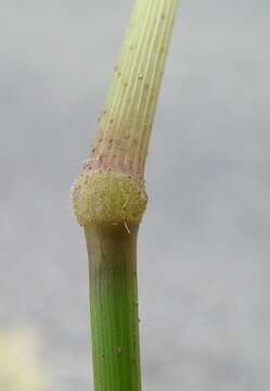 Image of Guinea Grass