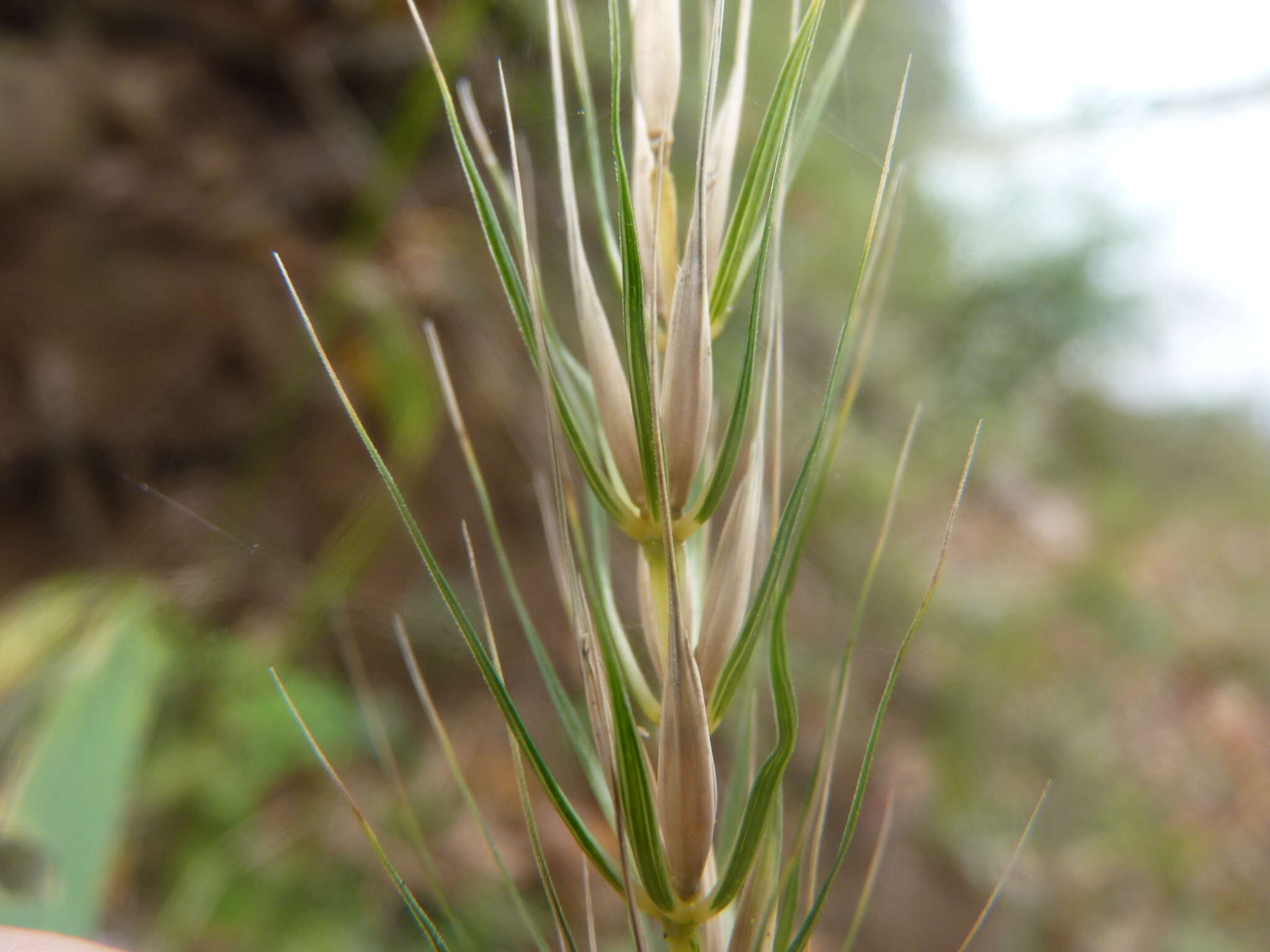 Image of Elymus virginicus var. virginicus