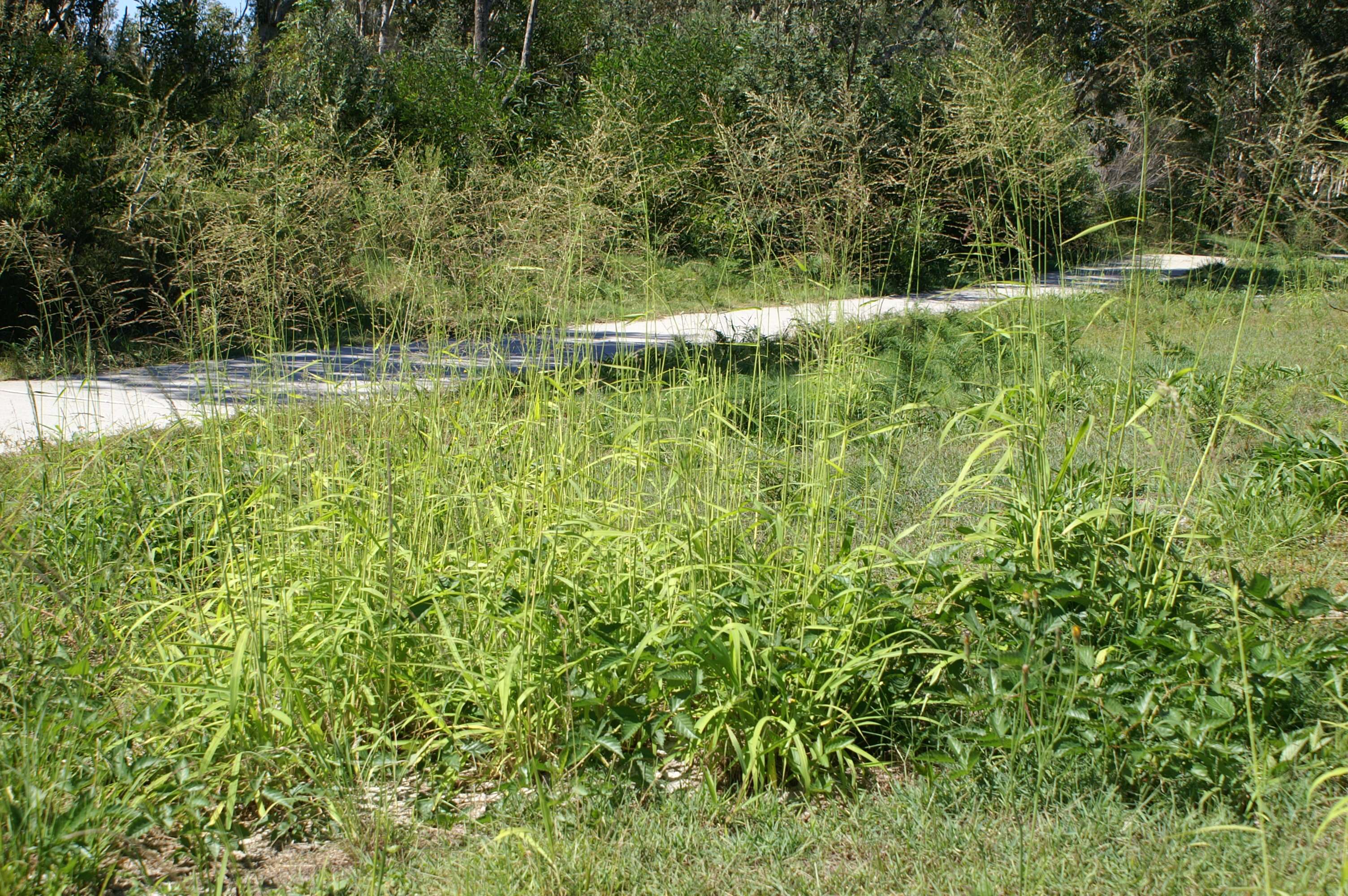 Image of Guinea Grass