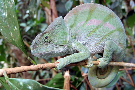 Image of Parson’s chameleon