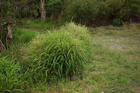 Image of Guinea Grass