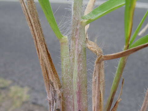 Image of Guinea Grass