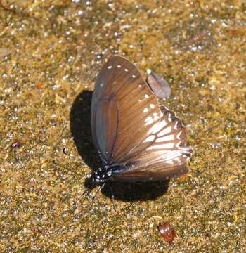 Image of Graphium ramaceus (Westwood 1872)