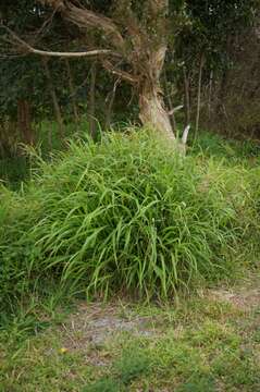 Image of Guinea Grass