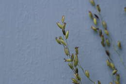 Image of Guinea Grass