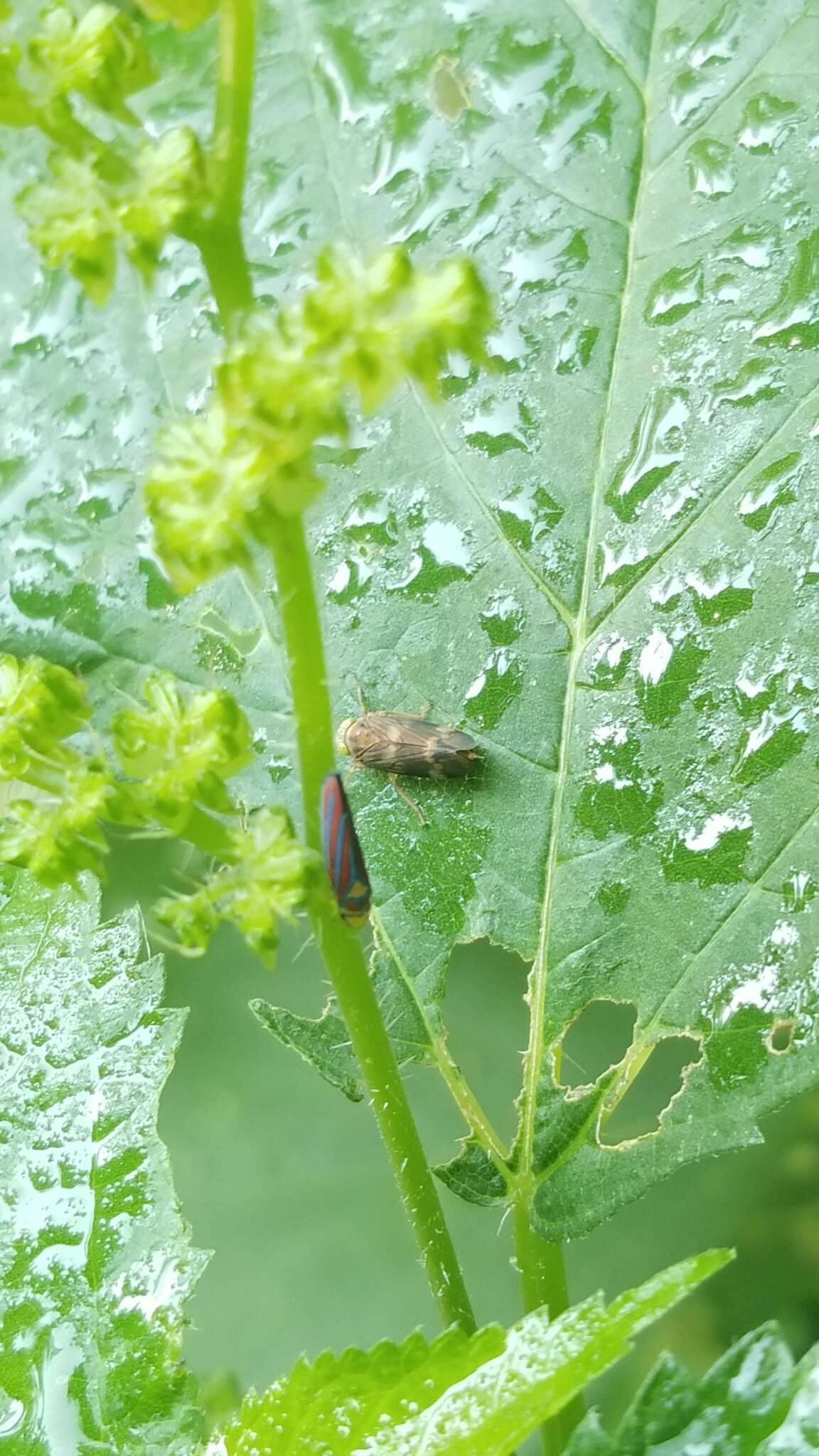 Graphocephala coccinea (Forster & J. R. 1771)的圖片