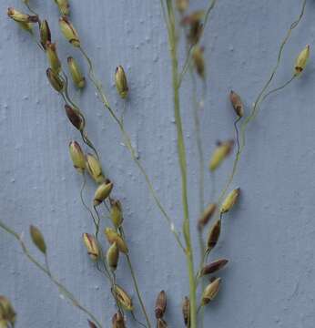 Image of Guinea Grass