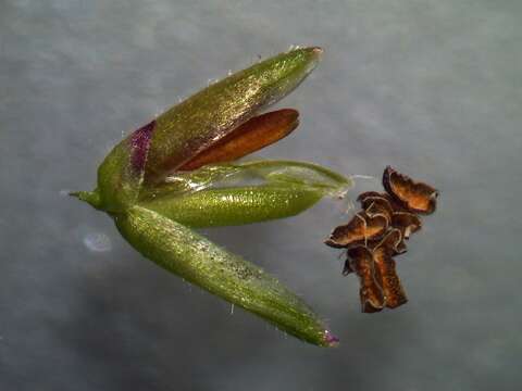 Image of Guinea Grass