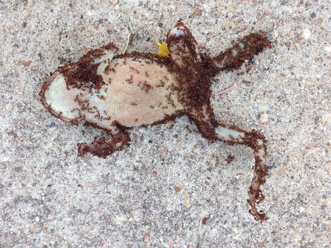 Image of Coastal Plain Toad