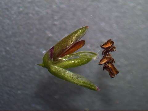 Image of Guinea Grass