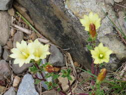 Image of Gentiana scabrida Hayata