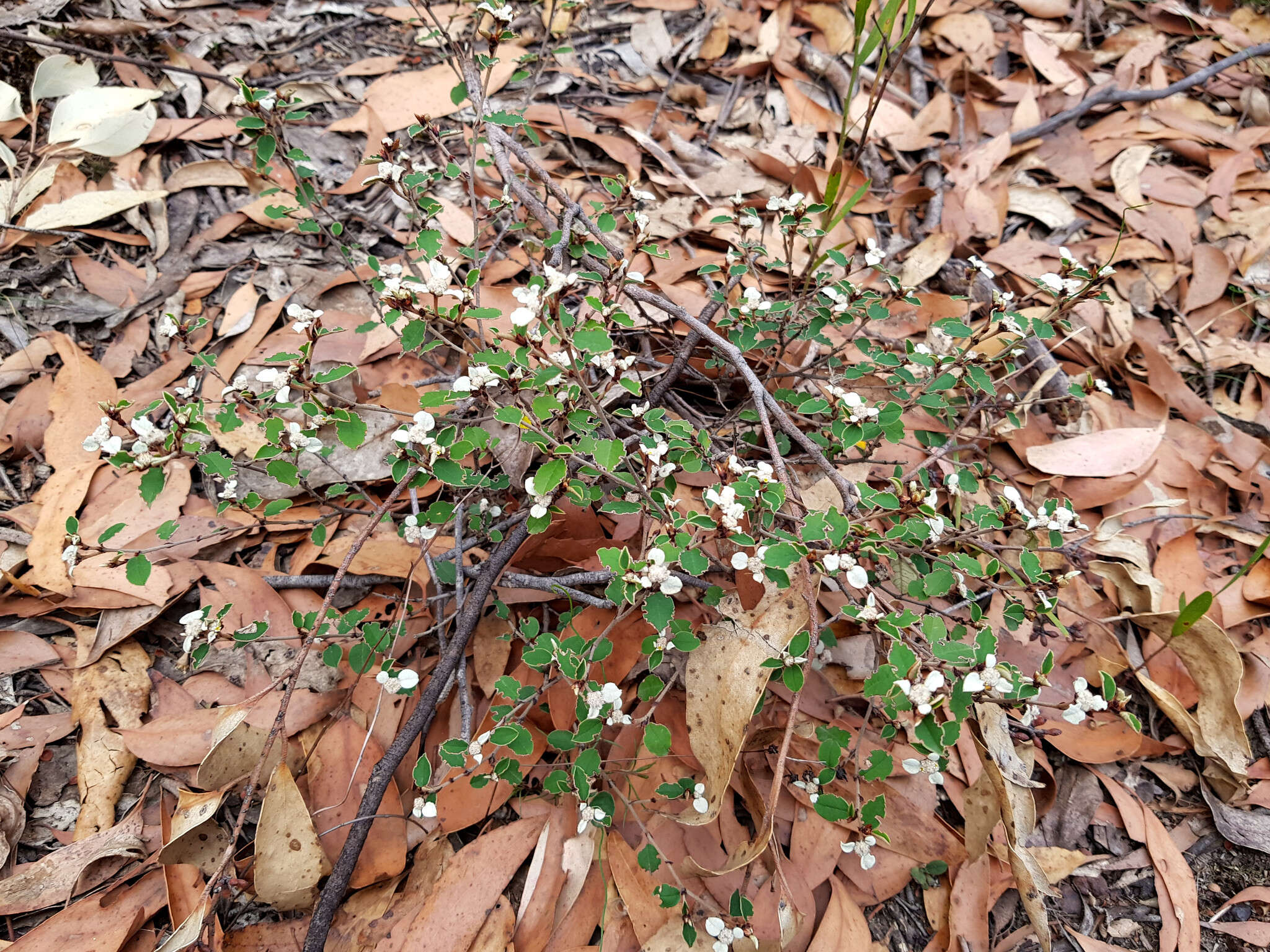 صورة Spyridium thymifolium Reiss.