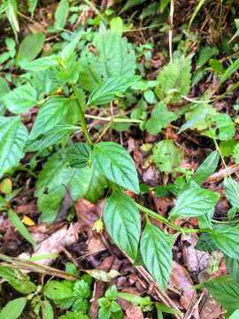 Image of Lysimachia capillipes Hemsl.