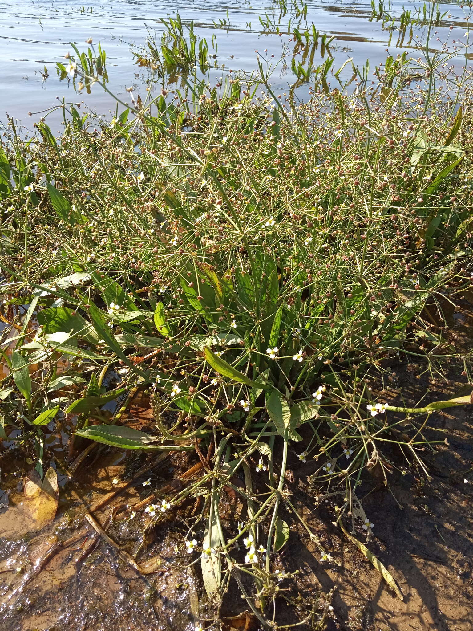 Image of Narrowleaf Water-plantain