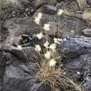 Plancia ëd Bothriochloa springfieldii (Gould) Parodi